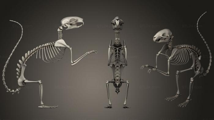 Anatomy of skeletons and skulls (Squirrel Skeleton, ANTM_1070) 3D models for cnc